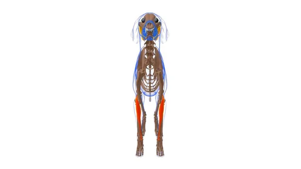 Extensor Carpi Radialis Собачий Анатомія Медичної Концепції Ілюстрація — стокове фото