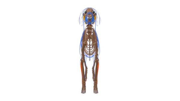 扩张Carpi Ulnaris肌肉犬肌肉解剖的医学概念3D图解 — 图库照片