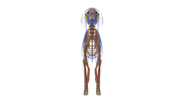 Extensor Digitorum Longus Muscle Anatomia Del Muscolo Del Cane Illustrazione — Foto Stock