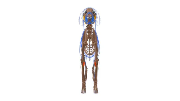 フレキサーカルピ ウルナリス 犬の筋肉解剖学的構造3Dイラスト — ストック写真