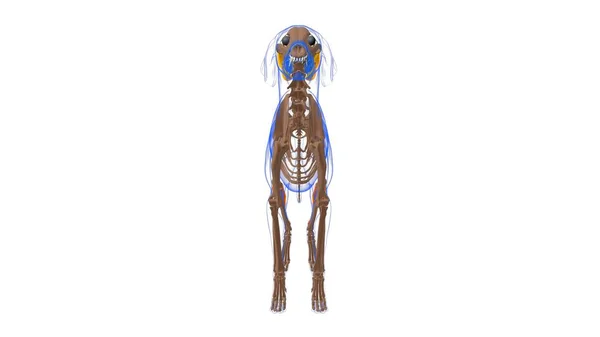 Анатомия Собачьих Мышц Медицинской Концепции Иллюстрация — стоковое фото