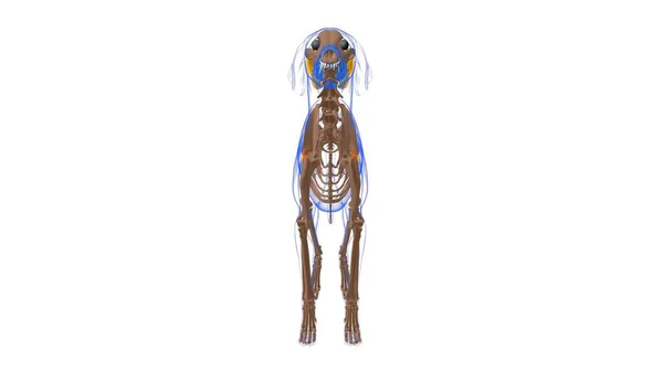 医学概念三维图解的犬肌解剖 — 图库照片