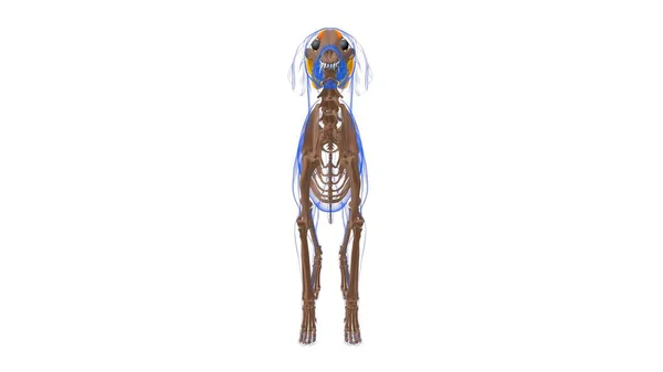 Levator Anguli Oculi 医学的概念のための犬の筋肉解剖学3Dイラスト — ストック写真