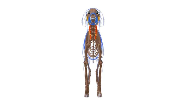 Longissimus Cervicis Мышцы Собаки Анатомия Медицинской Концепции Иллюстрация — стоковое фото