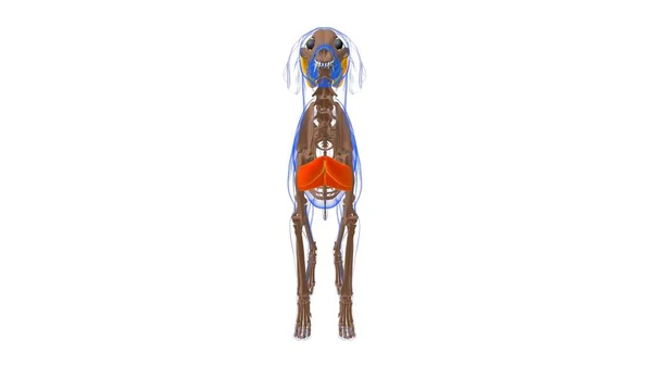 Pectalis Superficialis筋肉犬の筋肉解剖学的構造 3Dイラスト — ストック写真
