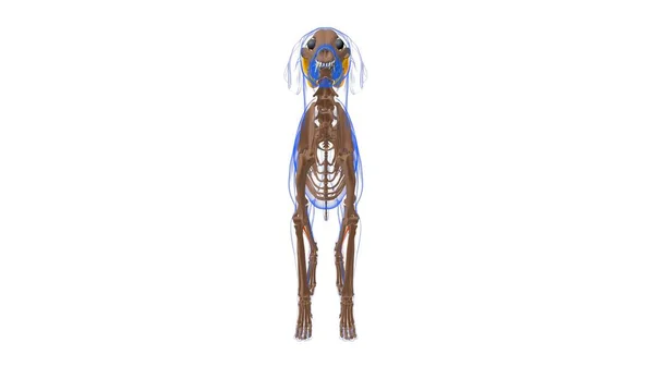 Peroneus Longus筋犬の筋肉解剖学 3Dイラスト — ストック写真