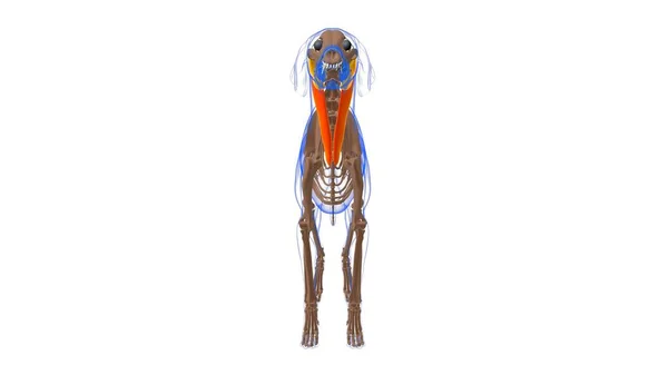 Sternocephalicus Spier Dog Spier Anatomie Voor Medisch Concept Illustratie — Stockfoto