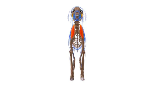 Supraspinatus Muscolo Anatomia Del Muscolo Del Cane Concetto Medico Illustrazione — Foto Stock