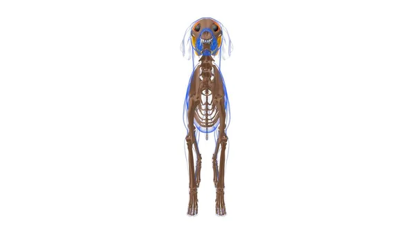 Músculo Temporal Anatomía Muscular Del Perro Para Concepto Médico Ilustración — Foto de Stock