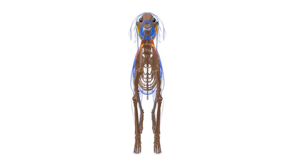 Anatomia Músculo Cão Músculo Trapezius Pars Cervicis Para Ilustração Médica — Fotografia de Stock