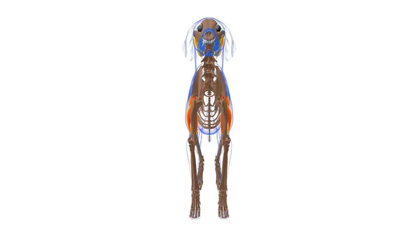Triceps Brachii Muskel Hund Muskel Anatomi För Medicinskt Begrepp Illustration — Stockfoto