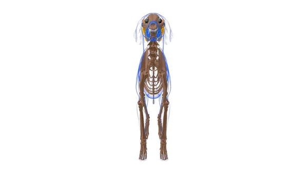 Anatomie Mineure Muscle Chien Muscle Zygomaticus Pour Illustration Concept Médical — Photo