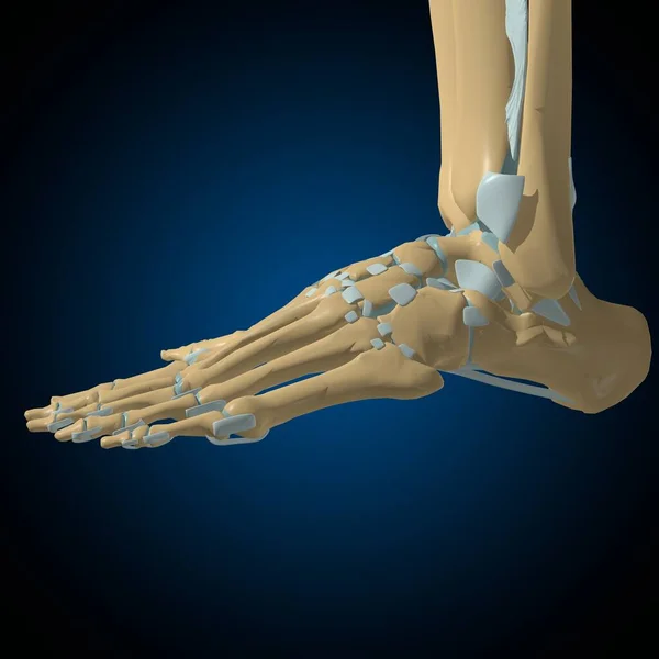 Emberi Csontok Ízületek Szalagok Anatómia Orvosi Koncepció Illusztráció — Stock Fotó