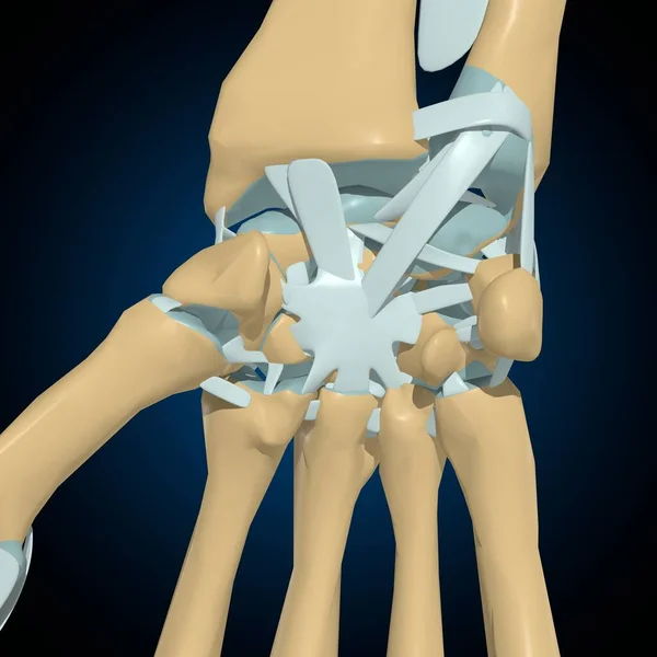 Emberi Csontok Ízületek Szalagok Anatómia Orvosi Koncepció Illusztráció — Stock Fotó