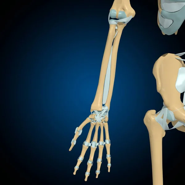 人間の骨関節と靭帯 3Dイラスト — ストック写真