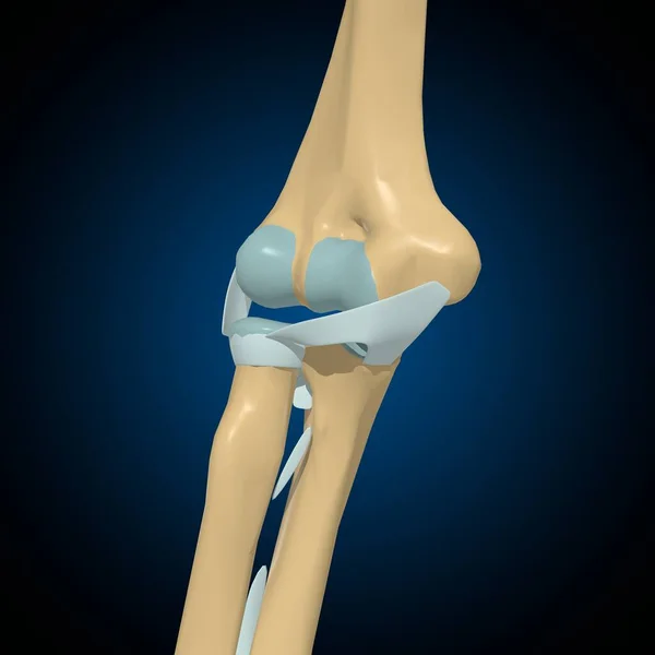 Huesos Humanos Articulaciones Ligamentos Anatomía Para Concepto Médico Ilustración — Foto de Stock