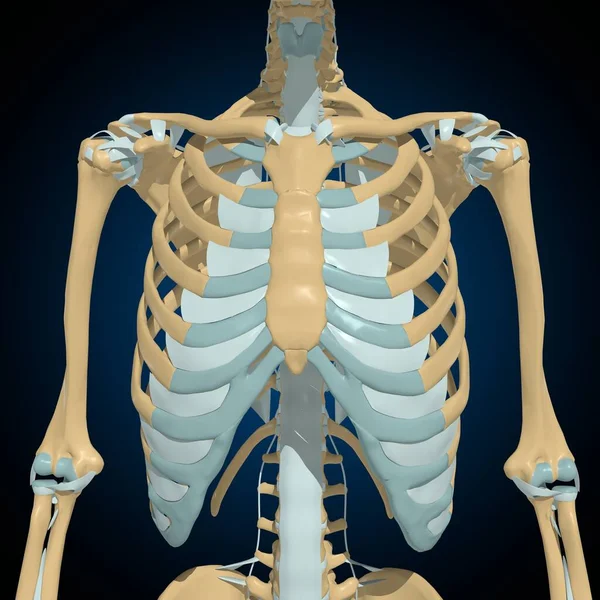 Menselijke Botten Gewrichten Ligamenten Anatomie Voor Medisch Concept Illustratie — Stockfoto