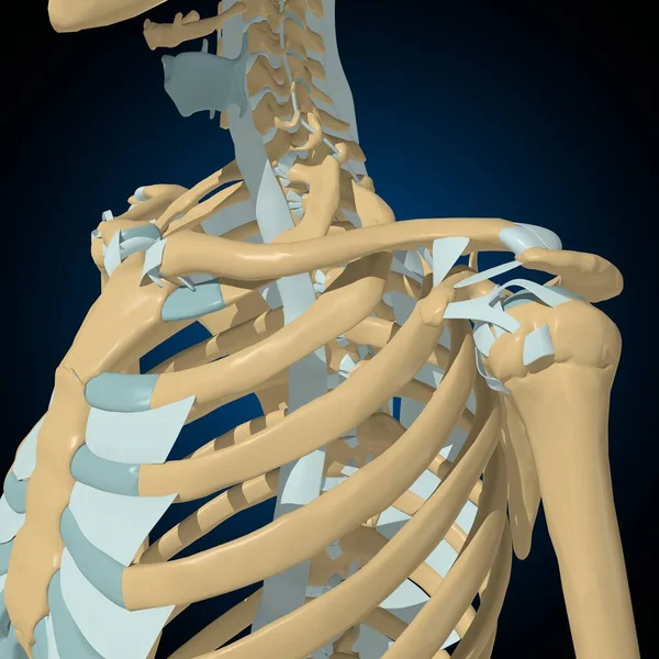 Human Bones Joints Ligaments Anatomy Medical Concept Illustration — Stock Photo, Image