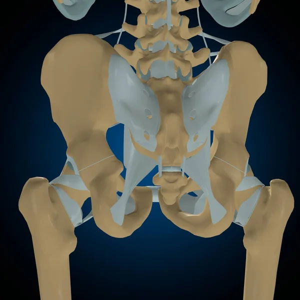 医学概念三维图解的人体骨骼关节与韧带解剖 — 图库照片