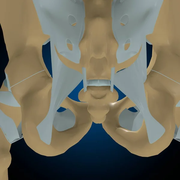 Stawy Więzadła Ludzkie Anatomia Dla Koncepcji Medycznej Ilustracja — Zdjęcie stockowe