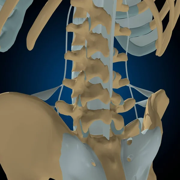 Huesos Humanos Articulaciones Ligamentos Anatomía Para Concepto Médico Ilustración —  Fotos de Stock