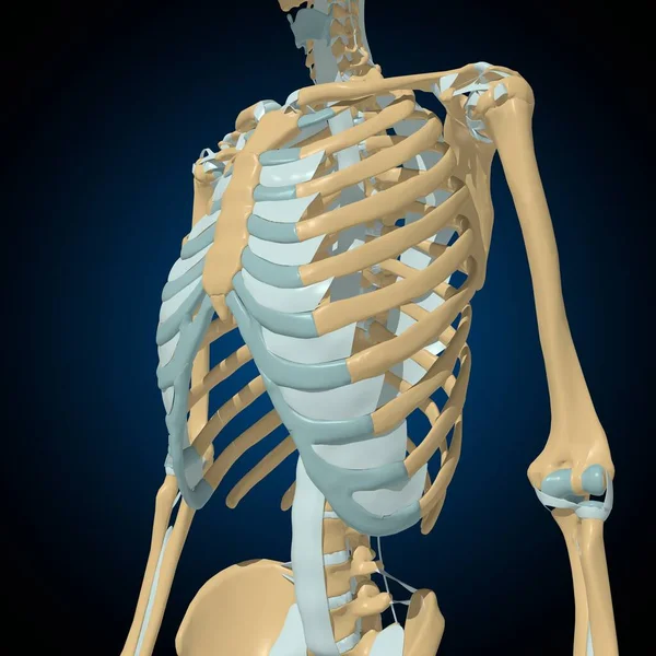 Anatomie Des Articulations Ligaments Osseux Humains Pour Concept Médical Illustration — Photo
