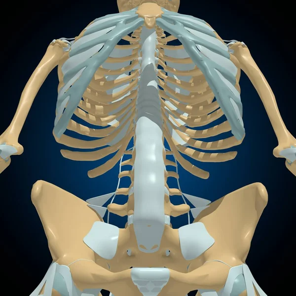 Huesos Humanos Articulaciones Ligamentos Anatomía Para Concepto Médico Ilustración — Foto de Stock