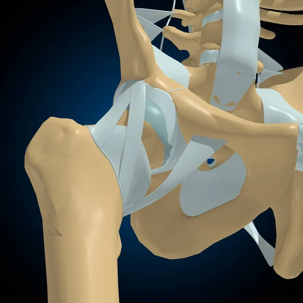 医学概念三维图解的人体骨骼关节与韧带解剖 — 图库照片
