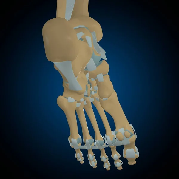 Human Bones Joints Ligaments Anatomy Medical Concept Illustration — Stock Photo, Image