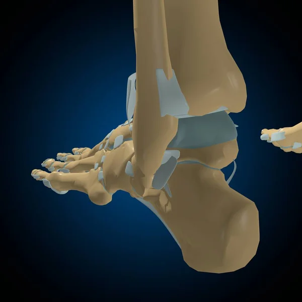 Emberi Csontok Ízületek Szalagok Anatómia Orvosi Koncepció Illusztráció — Stock Fotó