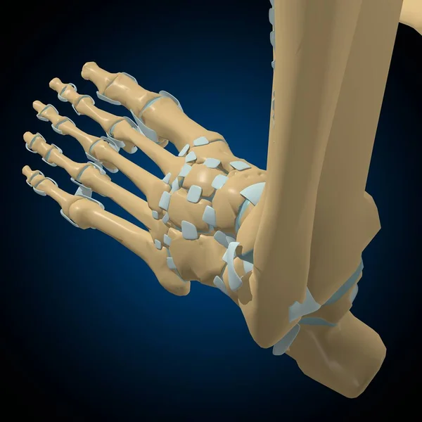 Emberi Csontok Ízületek Szalagok Anatómia Orvosi Koncepció Illusztráció — Stock Fotó
