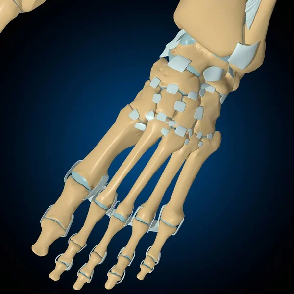 Emberi Csontok Ízületek Szalagok Anatómia Orvosi Koncepció Illusztráció — Stock Fotó