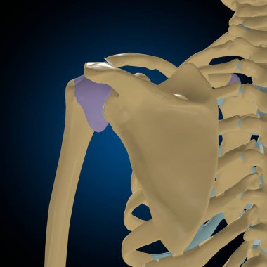 Tıbbi Konsept 3B Görüntü için Eklem Kapsülü Anatomisi