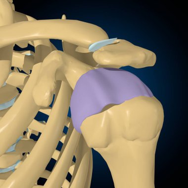 Tıbbi Konsept 3B Görüntü için Eklem Kapsülü Anatomisi