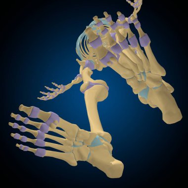 Tıbbi Konsept 3B Görüntü için Eklem Kapsülü Anatomisi