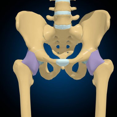 Tıbbi Konsept 3B Görüntü için Eklem Kapsülü Anatomisi