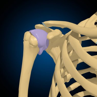 Tıbbi Konsept 3B Görüntü için Eklem Kapsülü Anatomisi