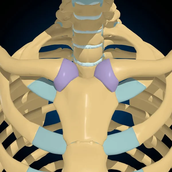 Tıbbi Konsept Görüntü Için Eklem Kapsülü Anatomisi — Stok fotoğraf