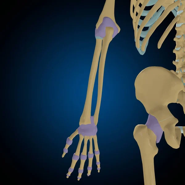 医療概念のための特殊カプセル解剖学3Dイラスト — ストック写真