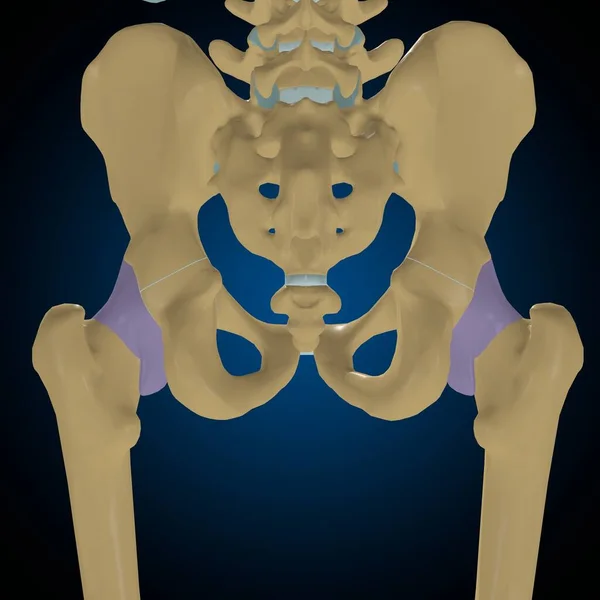 Articulaire Capsule Anatomie Voor Medisch Concept Illustratie — Stockfoto