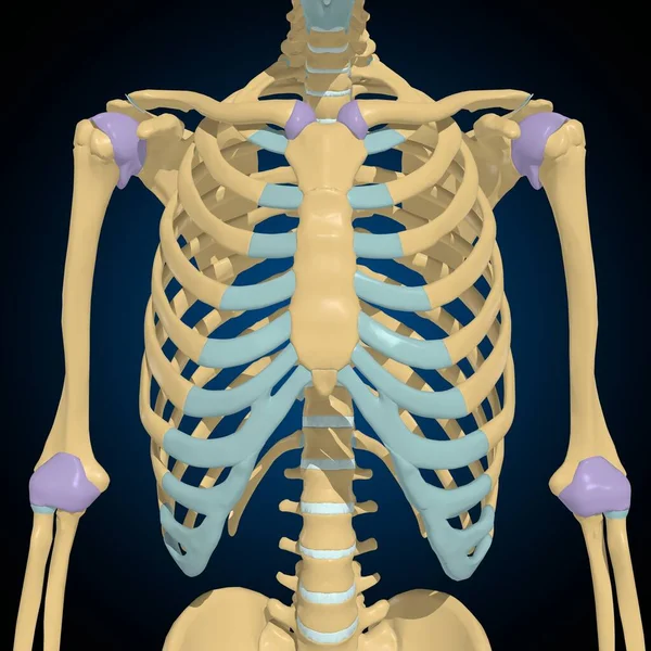 用于医学概念三维图解的关节囊解剖 — 图库照片