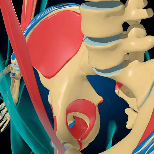 Kostry Svalovým Původem Vložení Anatomie Pro Lékařské Koncepce Ilustrace — Stock fotografie