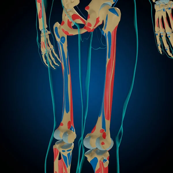 具有肌肉起源的骷髅及医学概念三维图解的解剖 — 图库照片