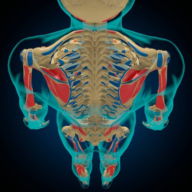 Skeleton with Muscle Origins and Insertions Anatomy For Medical Concept 3D Illustration clipart