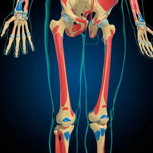 Skelet Med Muskel Oprindelse Indlæg Anatomi Medicinsk Concept Illustration - Stock-foto