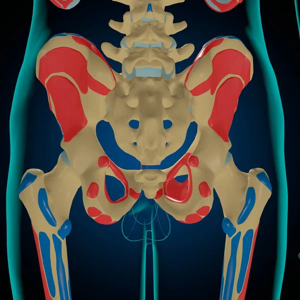 Skeleton with Muscle Origins and Insertions Anatomy For Medical Concept 3D Illustration