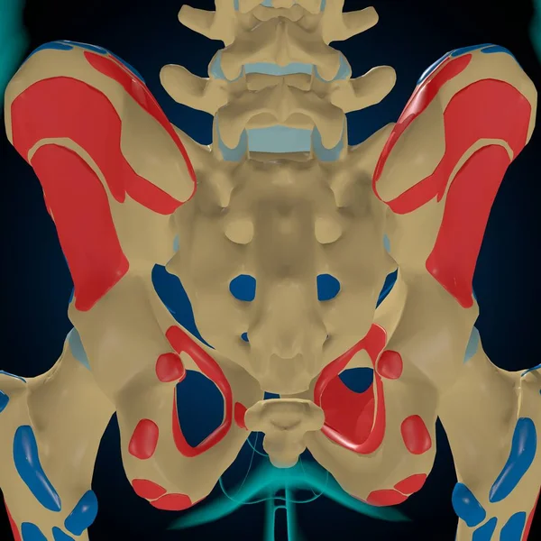筋肉の起源と挿入を持つスケルトン 3Dイラスト — ストック写真