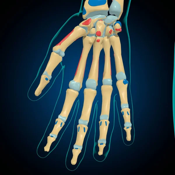 Esqueleto Con Orígenes Musculares Inserciones Anatomía Para Concepto Médico Ilustración — Foto de Stock