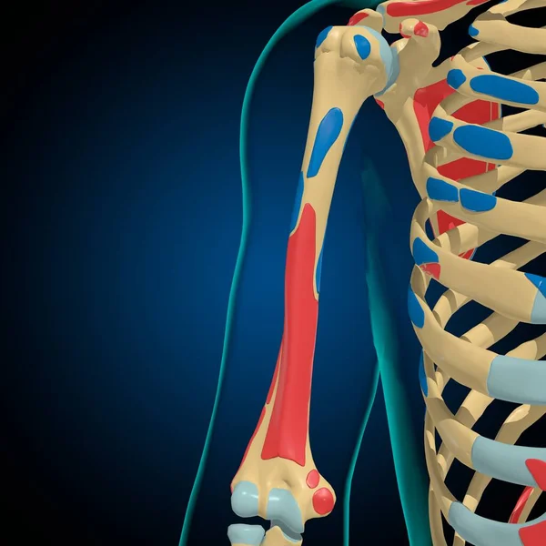 Kas Kökenli Skelet Tıbbi Konsept Için Anatomi — Stok fotoğraf