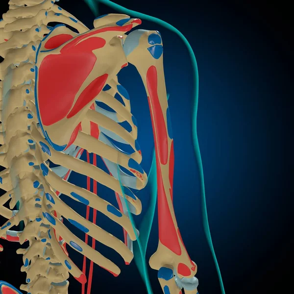 Esqueleto Con Orígenes Musculares Inserciones Anatomía Para Concepto Médico Ilustración —  Fotos de Stock